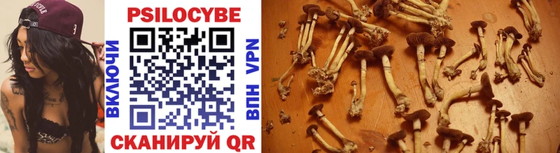 где найти наркотики  Благовещенск  Галлюциногенные грибы Psilocybe 